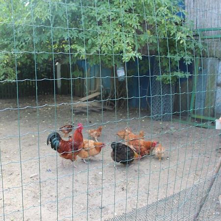 Agroturystyka Kociewiak Szteklin Luaran gambar